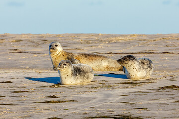 Fototapeta premium Seals resting on a beach at pellworm in schleswig holstein