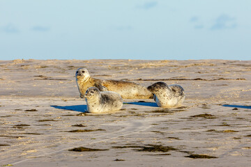 Seals resting on a beach at pellworm in schleswig holstein