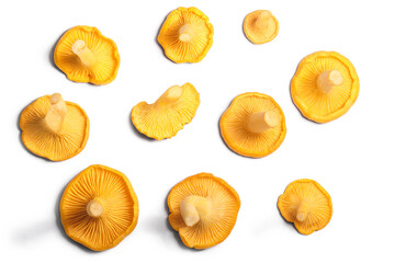 Chanterelles or girolles mushrooms (Cantharellus cibarius), top view isolated png © maxsol7