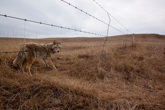 Barbed wire fence is an obstacle for a migrating Coyote (Canis latrans); Medicine Hat, Alberta, Canada