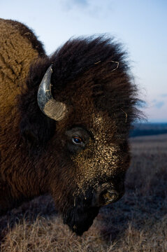 Close-up portrait of a wild American bison (Bison bison) roam on a game preserve in Kansas, USA; Canton, Kansas, United States of America