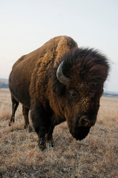 Portrait of a wild American bison (Bison bison) roam on a game preserve in Kansas, USA; Canton, Kansas, United States of America