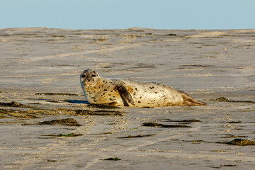 Seals resting on a beach at pellworm in schleswig holstein