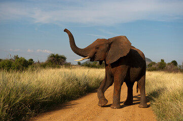 African elephant (Loxodonta africana) in the Madikwe Game Preserve, South Africa; South Africa