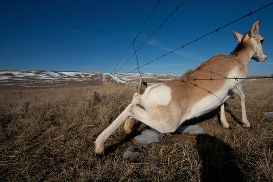 Pronghorn (Antilocapra americana) crawls under a fence; Alberta, Canada