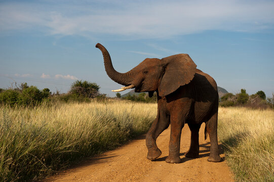 African elephant (Loxodonta africana) in the Madikwe Game Preserve, South Africa; South Africa