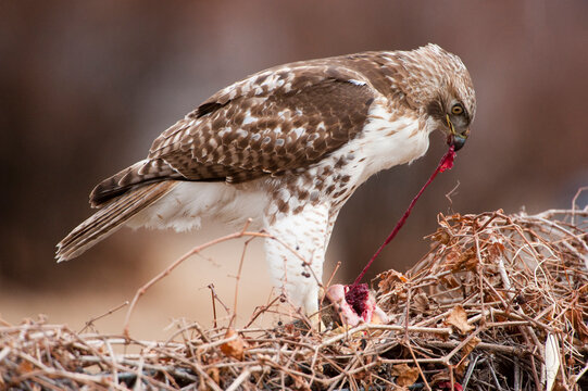 Red-tailed hawk (Buteo jamaicensis) feeds on a road-killed squirrel; Lincoln, Nebraska, United States of America