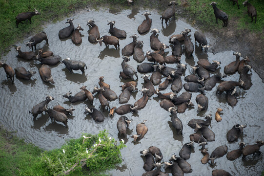 Aerial view of Water buffalo (Bubalus bubalis) in water in Queen Elizabeth National Park; Uganda