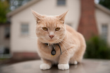 Cat rests on the top of a car; Lincoln, Nebraska, United States of America