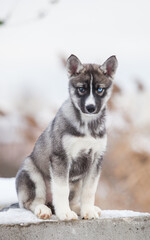 little husky that looks like a wolf