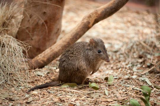 Long-nosed potoroo (Potorous tridactylus); Melbourne, Victoria, Australia