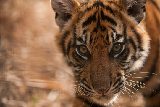 Critically-endangered Sumatran tiger cub (Panthera tigris sumatrae) in a zoo; Atlanta, Georgia, United States of America
