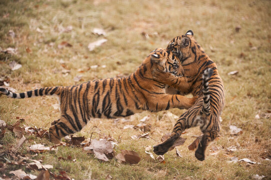 Critically-endangered Sumatran tiger cubs (Panthera tigris sumatrae) playing together in a zoo; Atlanta, Georgia, United States of America