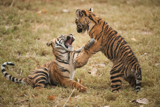Critically-endangered Sumatran tiger cubs (Panthera tigris sumatrae) playing together in a zoo; Atlanta, Georgia, United States of America