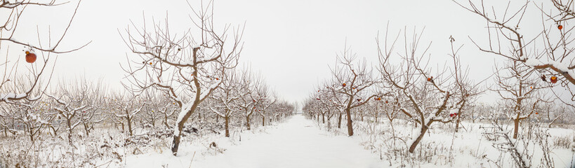 Panorama of a snowy winter garden with apples