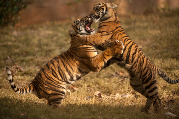 Two critically-endangered Sumatran tiger (Panthera tigris sumatrae) cubs play fighting in a zoo; Atlanta, Georgia, United States of America
