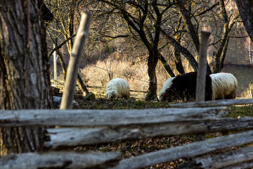 Pure nature in Romania