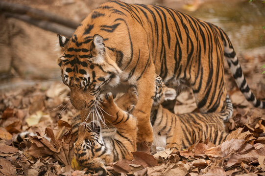 Critically-endangered female Sumatran tiger (Panthera tigris sumatrae) playing with her cub in a zoo; Atlanta, Georgia, United States of America