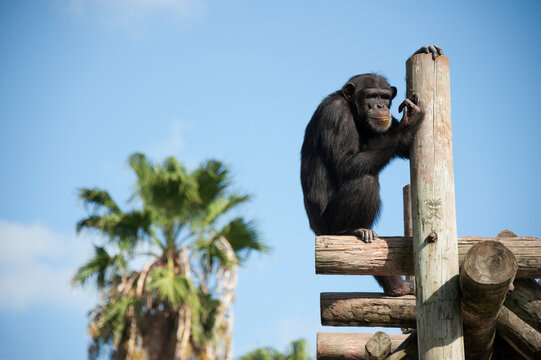 Chimpanzee (Pan troglodytes) sitting on a wood structure in a zoo with a palm tree in the background against a blue sky; Brownsville, Texas, United States of America