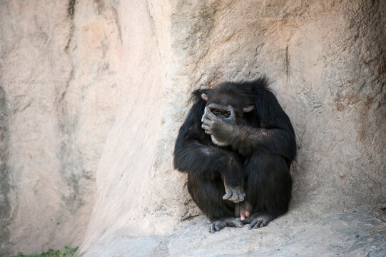 Chimpanzee (Pan troglodytes) covers face with its hand in a zoo enclosure; Brownsville, Texas, United States of America