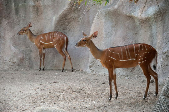 Harnessed bushbucks (Tragelaphus scriptus scriptus) in a zoo enclosure; Brownsville, Texas, United States of America