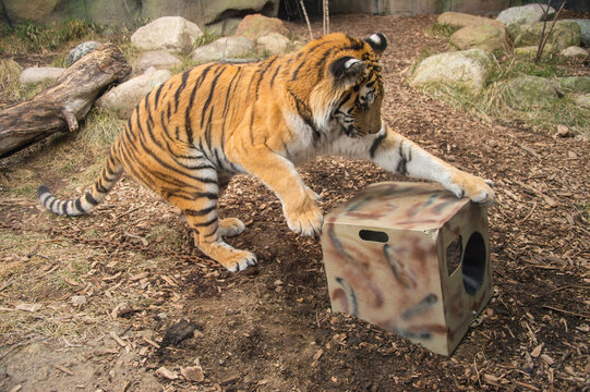Tiger (Panthera tigris) plays with remote camera housing in a zoo enclosure; Indianapolis, Indiana, United States of America