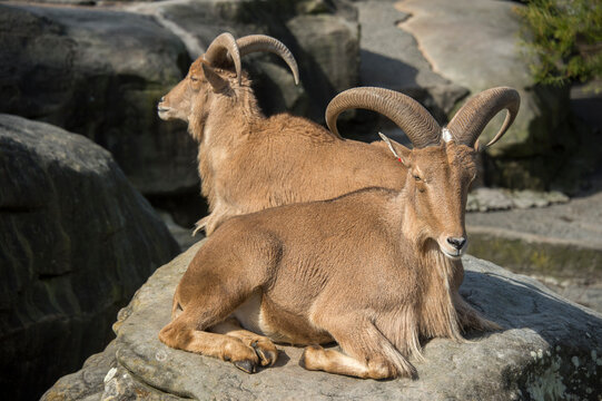 Barbary sheep (Ammotragus lervia) lying on rock in the sunlight in a zoo enclosure; Sydney, New South Wales, Australia