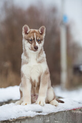 little husky that looks like a wolf
