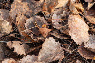 ladybug on the ground