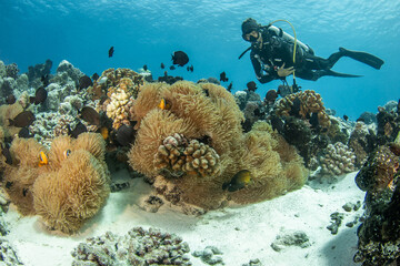 Fototapeta na wymiar Sea anemone with scuba diver