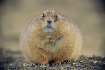 Portrait of a fat Black-tailed prairie dog (Cynomys ludovicianus) in UL Bend National Wildlife Refuge in Montana, USA; Montana, United States of America