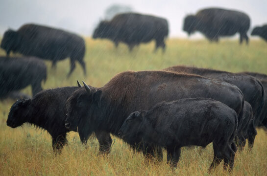Herd of America bison (Bison bison) stand wet in a rainfall in Fort Niobrara National Wildlife Refuge, Nebraska, USA; Nebraska, United States of America