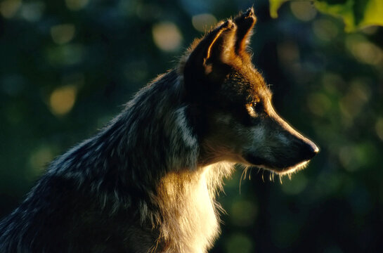 Mexican Gray Wolf Profile In Sunlight