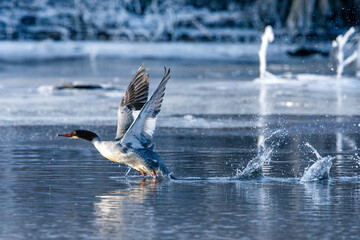 A female merganser duck in the winter on a river