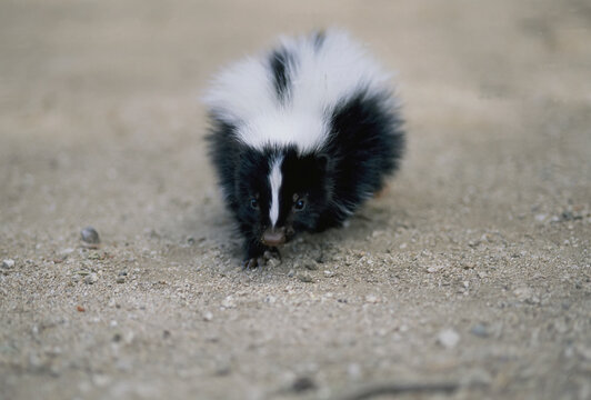 Close-up portrait of a Striped skunk (Mephitis mephitis) walking in the foothills of Los Angeles, California, USA; Los Angeles, California, United States of America
