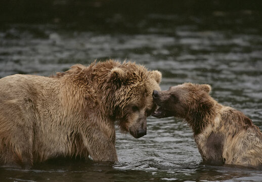 Two grizzly bears (Ursus arctos horribilis) tussle playfully in the shallows of Knight Inlet, BC, Canada; British Columbia, Canada