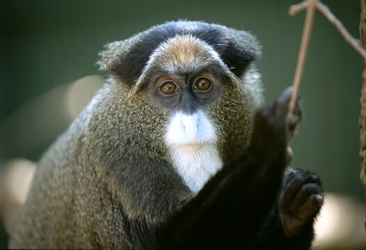 Portrait of a De Brazza's monkey (Cercopithecus neglectus) at a zoo; Lincoln, Nebraska, United States of America