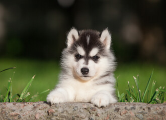 little husky that looks like a wolf