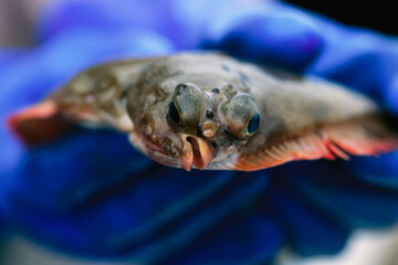 Bottom-dwelling halibut has both eyes on one side of its head, Clayoquot Sound, Vancouver Island, BC, Canada; British Columbia, Canada