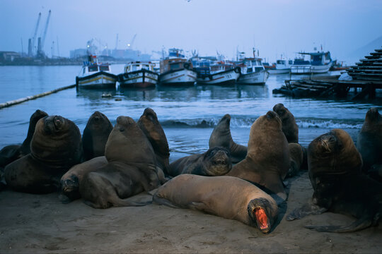 Southern sea lions (Otaria flavescens) on a beach in the port city of Iquique, Chile; Iquique, Chile