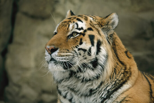 Close-up portrait of the face of a male Siberian tiger (Panthera tigris altaica) in his outdoor zoo enclosure; Omaha, Nebraska, United States of America