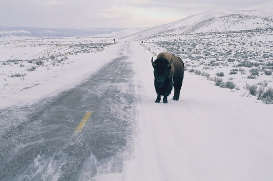 Lone Bison (Bison bison) appears on a long stretch of snow-covered road, Lamar Valley, Yellowstone National Park, Wyoming, USA; Wyoming, United States of America