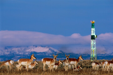 Herd of Pronghorns (Antilocapra americana) graze near a natural gas drilling rig, Wyoming, USA; Pinedale, Wyoming, United States of America