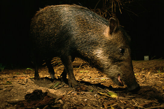 Foraging White-lipped peccary or wild swine (Tayassu peccari); Pantanal, Brazil