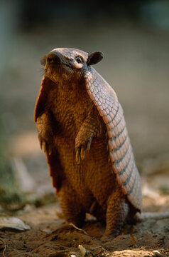 Six-banded armadillo (Euphractus sexcinctus) stands on its hind legs; Pantanal, Brazil