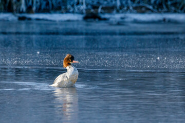 A female merganser duck in the winter on a river