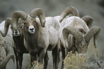Group of bighorn sheep rams in Yellowstone National Park; Montana, United States of America