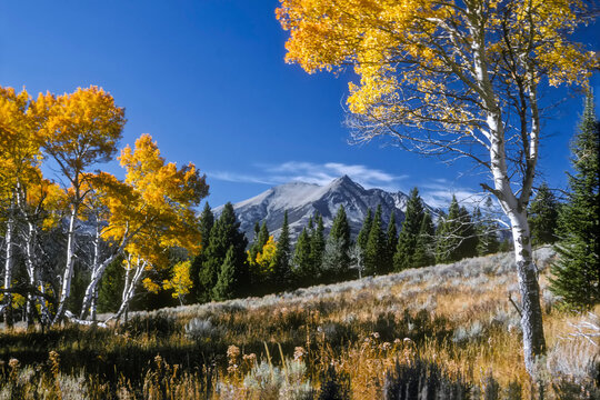 Vibrant yellow foliage on aspen trees and Electric Peak in the background, Gallatin Range in Yellowstone National Park; Montana, United States of America