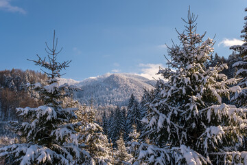 Incredible winter landscape with snowcapped spruce trees under bright sunny light in frosty morning, beautiful alpine panoramic view snow capped mountains in background. Christmas snowy background
