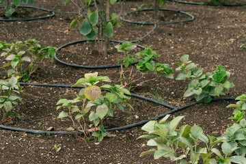 Drip irrigation system in an ornamental garden